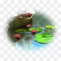 水百合花池塘百合nelumbo nucifera桌面壁纸-水