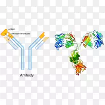 抗体蛋白免疫系统抗原体液