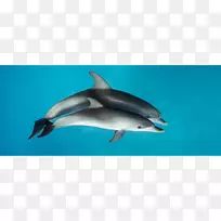 旋转海豚，条纹海豚，短喙海豚，普通宽吻海豚，粗齿海豚-海豚