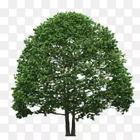 40棵松树常绿树
