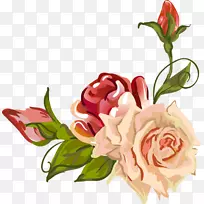 花园玫瑰，蜈蚣玫瑰，花瓣画-花