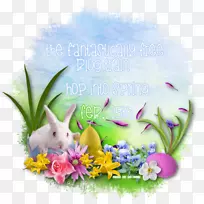 复活节兔子静物摄影桌面壁纸-复活节