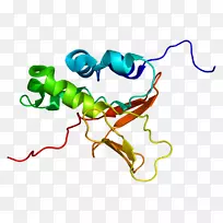 转化生长因子β蛋白