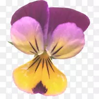 潘西接手紫花瓣近身紫罗兰