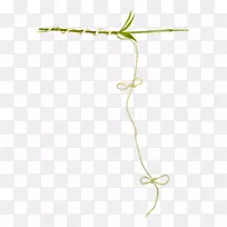藤本植物茎无损压缩