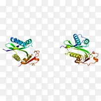 PCAF CREB-结合蛋白p 300-cbp辅激活子家族EP300