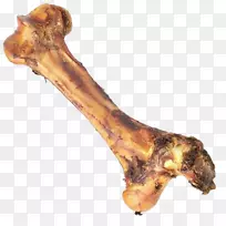 骨骼解剖狗玩具你的小狗