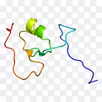 Ttin蛋白微调63三基序家族肌动蛋白
