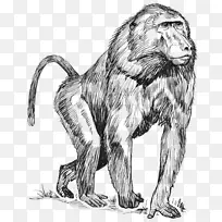 曼陀罗画狒狒剪贴画-猴子