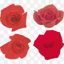 花园玫瑰纸观赏植物时尚玫瑰