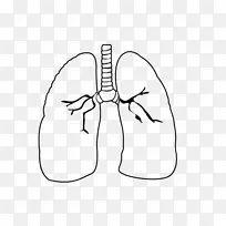 肺绘图心脏着色手册循环系统-心脏