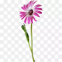 普通雏菊花牛眼菊花剪贴画