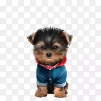 约克郡小猎犬，澳大利亚丝状猎犬，莫基小狗-小狗