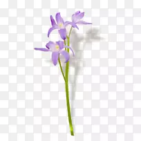 名称紫罗兰切花假日植物茎紫罗兰