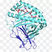 人白细胞抗原hla-e mhcⅠ级主要组织相容性复合物
