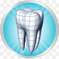 人类牙齿科学建模牙周组织-微笑