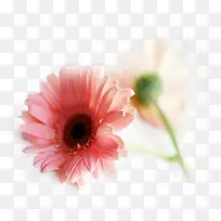 超音速雏菊粉红色花普通雏菊桌面壁纸-花