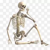人体骨骼体摄影骨骼肌骨骼