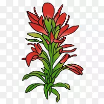 怀俄明州画笔木麻黄剪贴画