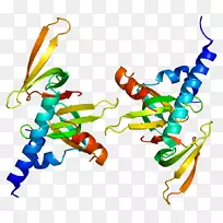 运动神经元宝石相关蛋白6蛋白结构基因-基因的存活