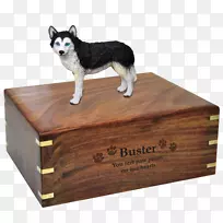 西伯利亚哈士奇犬繁衍金塔罗素猎犬边境牧羊犬-哈士奇