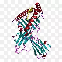 mlana人白细胞抗原主要组织相容性复合物mhcⅠ