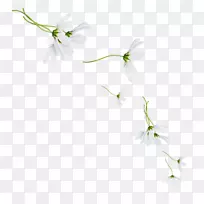 花瓣花卉设计小枝桌面壁纸植物茎叶