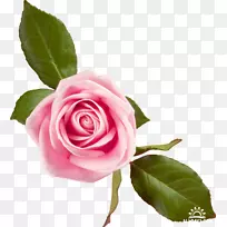 桌面壁纸玫瑰粉红色花朵-玫瑰