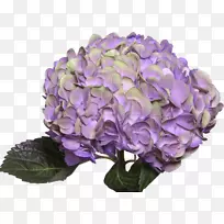 绣球紫花廊