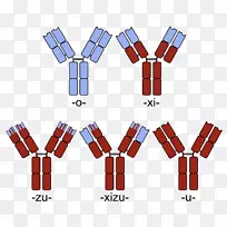 人源化单克隆抗体融合蛋白嵌合体