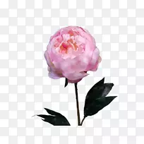仙人掌玫瑰花园玫瑰牡丹切花花束牡丹