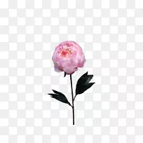 花园玫瑰、蜈蚣玫瑰、牡丹切花、植物茎牡丹