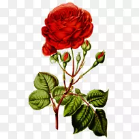 玫瑰花纸-玫瑰