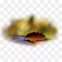 桌面壁纸秋叶桌面比喻-秋天