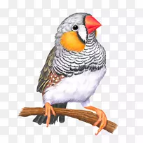 鸟斑纹雀画-鸟