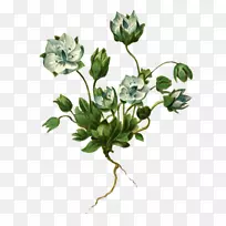 [医]石首草、蔷薇科罗汉果