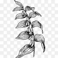 枝花植物茎线艺术剪贴画-花