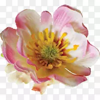 蔷薇科海葵玫瑰近景花瓣玫瑰
