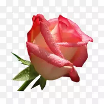 爱情玫瑰幸福浪漫-玫瑰