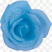 蓝玫瑰、蜈蚣玫瑰、花园玫瑰、花瓣花