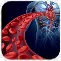 红细胞血栓循环系统心脏干细胞-心脏