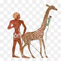 古埃及尼肯动物园埃及长颈鹿