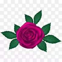 花园玫瑰粉色花朵剪贴画