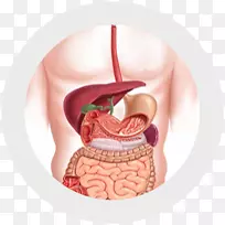 胃肠道消化人消化系统内镜胃肠学-健康