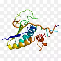 SF1甾体生成因子1蛋白基因Foxp 2