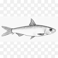 沙丁鱼角鲨鱼油性鱼类09777海洋生物