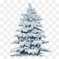 雪地圣诞树，冬季松树-雪