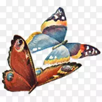 蝴蝶蛾回形针艺术-蝴蝶