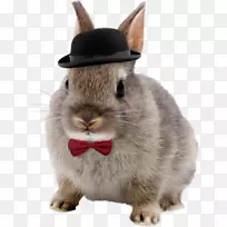 荷兰矮兔家兔宠物兔