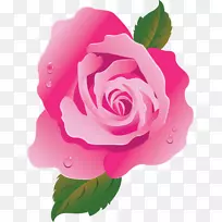 花园玫瑰粉红蜈蚣玫瑰画花